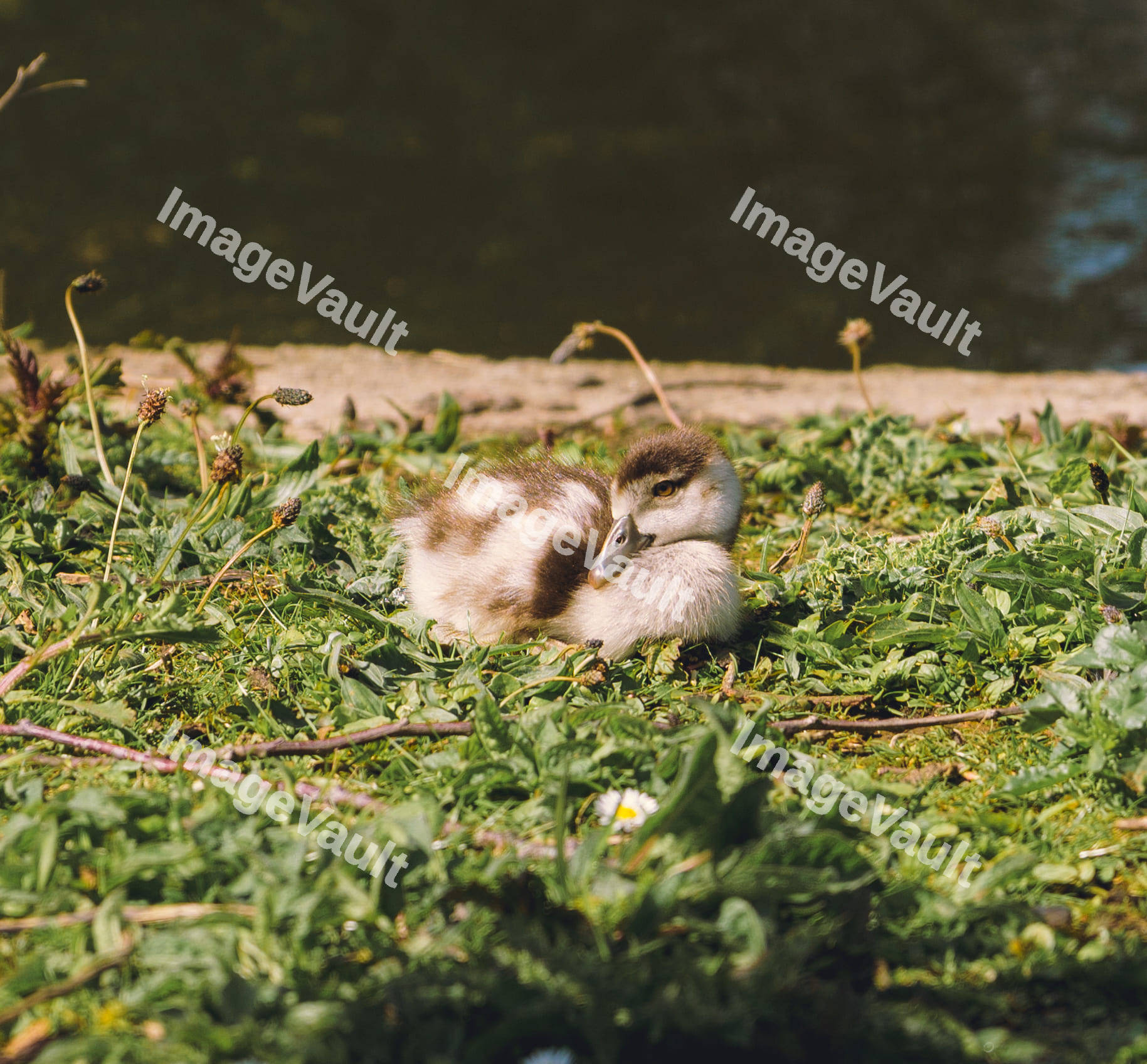 Baby Egyptian Goose